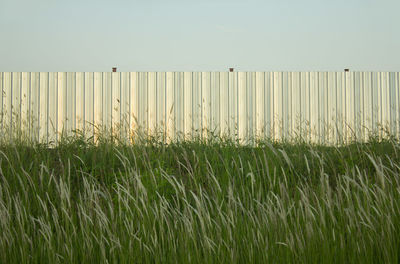 Plants growing on field against sky