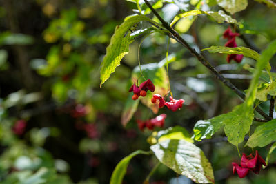 Close-up of red flowering plant