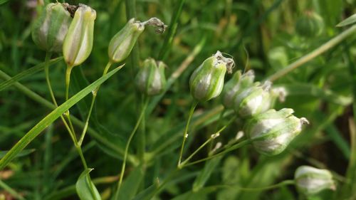 Close-up of white flower buds