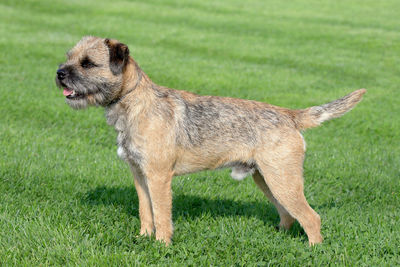 Side view of a dog on field