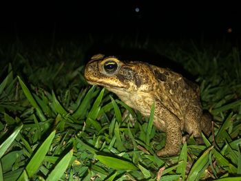 Close-up of frog on land