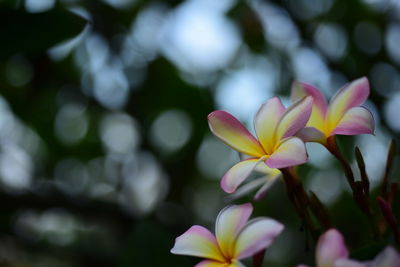 Close-up of pink flowering plants