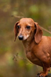 Close-up portrait of dog on field