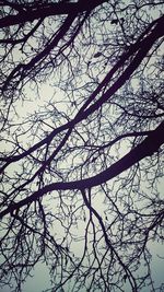 Low angle view of bare trees against sky