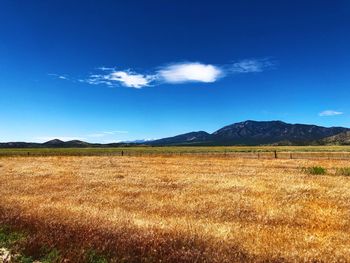 Scenic view of field against blue sky