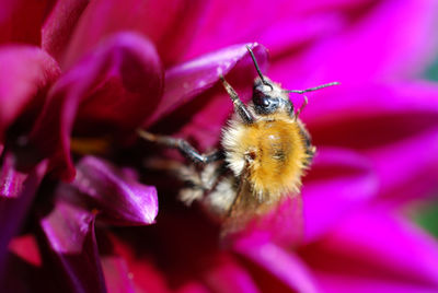 Close-up of honey bee on pink flower