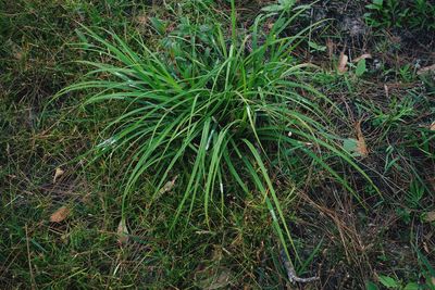 Full frame shot of bamboo on field
