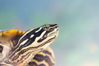 Close-up of turtle in sea