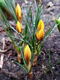 Close-up of yellow crocus blooming on field