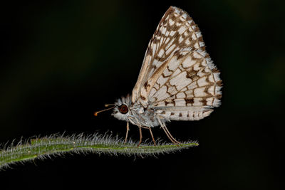 Close-up of butterfly on plant