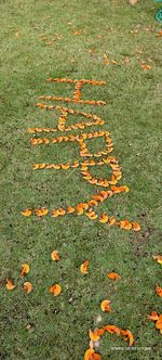 High angle view of orange flowers on field