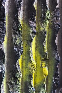 Close-up of tree trunk