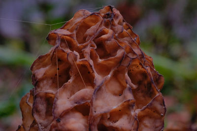 Close-up of fungus growing on tree trunk