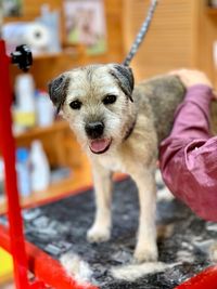 Cropped hand touching dog at pet grooming salon