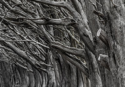 Full frame shot of tree trunk