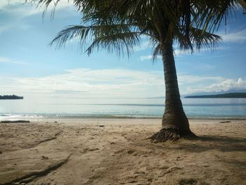 Scenic view of palm trees on beach against sky