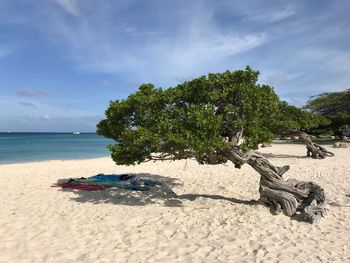 Tree on beach against sky