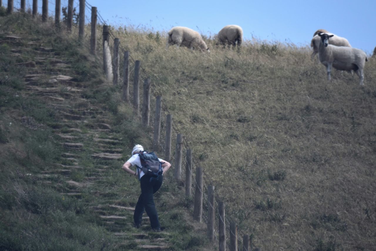 SHEEP GRAZING ON FIELD