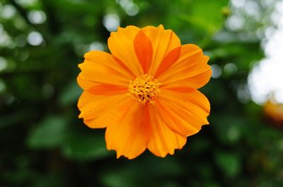 Close-up of orange flower against blurred background