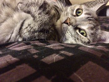 Close-up portrait of cat lying on bed