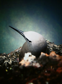 Close-up of bird perching on rock