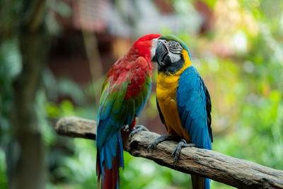 Close-up of bird perching on branch