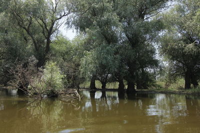 Scenic view of lake in forest