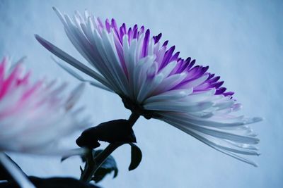 Close-up of flower over white background