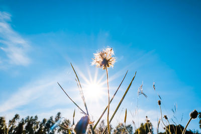 Low angle view of flowering plants against blue sky