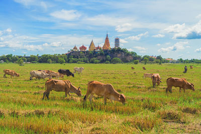 Horses in a field