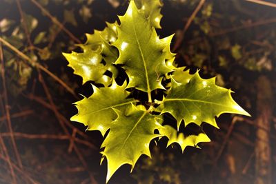 Close-up of maple leaf