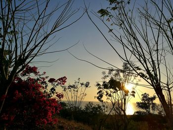 Close-up of silhouette trees against sky at sunset