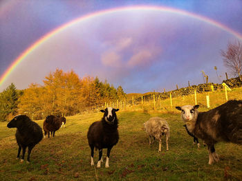 Sheep in a field