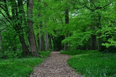 View of trees in forest