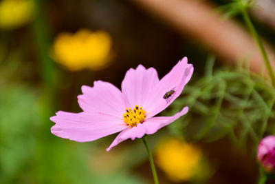 Close-up of pink cosmos flower