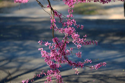 Close-up of pink cherry blossom