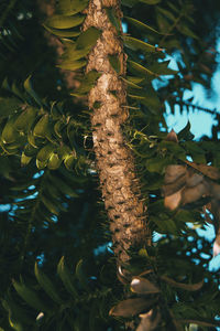 Low angle view of leaves hanging from tree