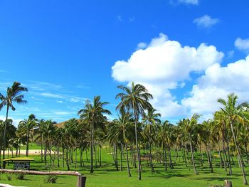 Panoramic view of palm trees on field against sky