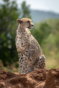 Full length of cheetah sitting on rock