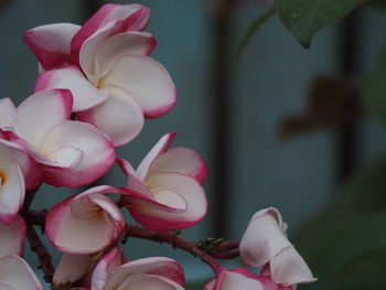 Close-up of pink flowering plants