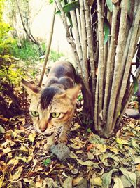 Portrait of cat on tree