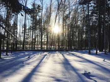 Trees on snow covered land against sky