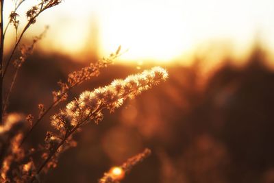 Close-up of fresh plant during sunset