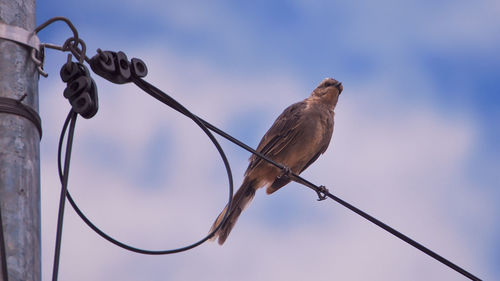 Low angle view of bird perching on cable against sky