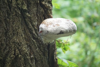 Close-up of bird on tree trunk