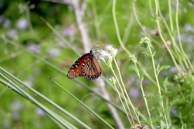 Butterfly perching on flower