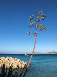 Scenic view of sea against clear blue sky