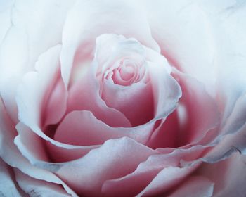 Close-up of rose bouquet