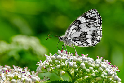 Close-up of butterfly on flower