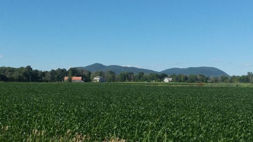 Scenic view of agricultural field against clear sky